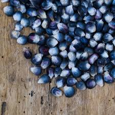 siproduct-185-118-b7bf2bb2c93643d3d1d910cb25cf5b10. Hopi Blue Organic Maize 5kg